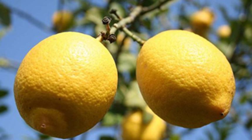 İşte Rusya'nın limonu yasaklamama nedeni