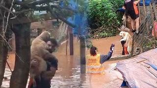 Bartın'daki selden yürek burkan görüntüler! Köpekler böyle kurtarıldı