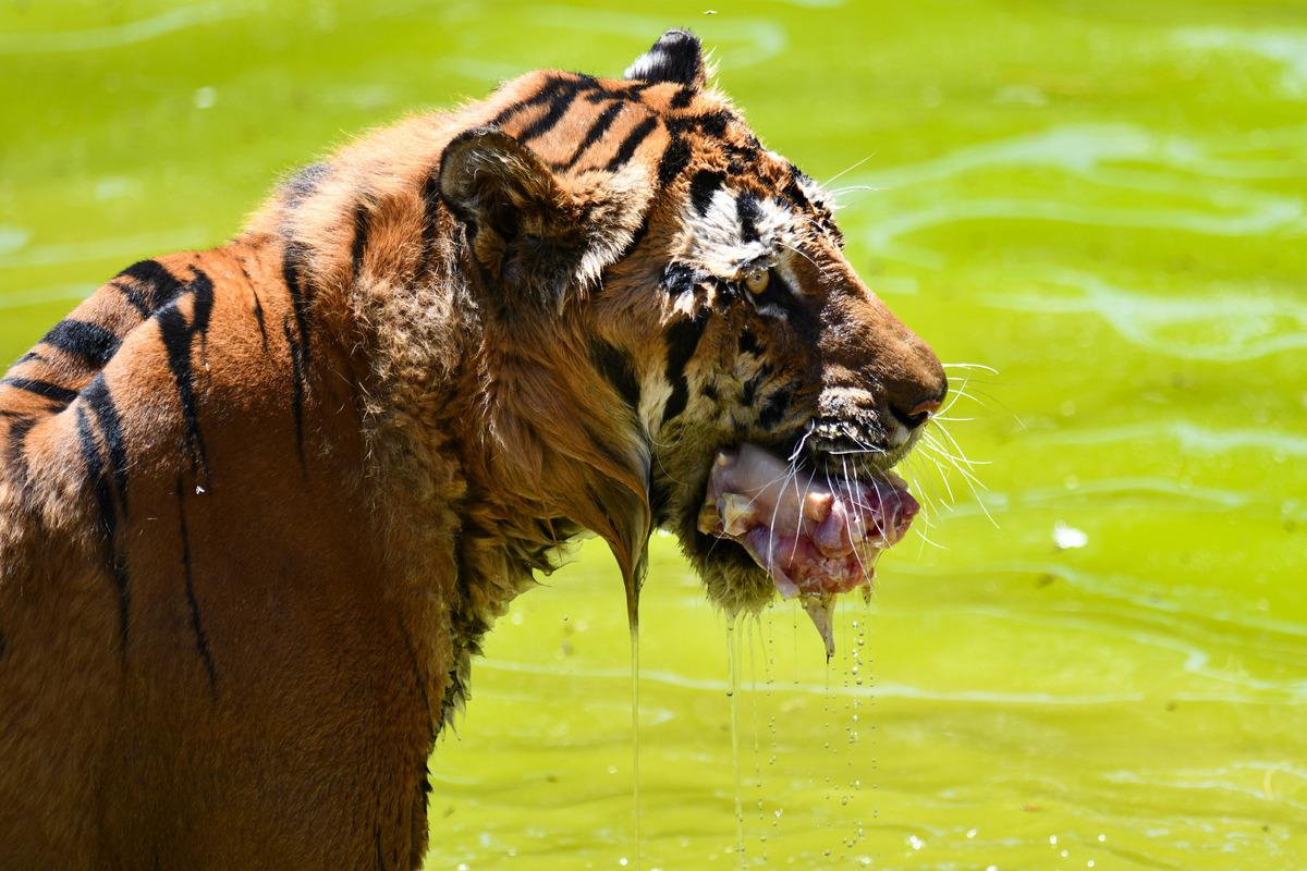 Gaziantep Hayvanat Bah&ccedil;esi sakinleri buzlu kokteyllerle serinliyor