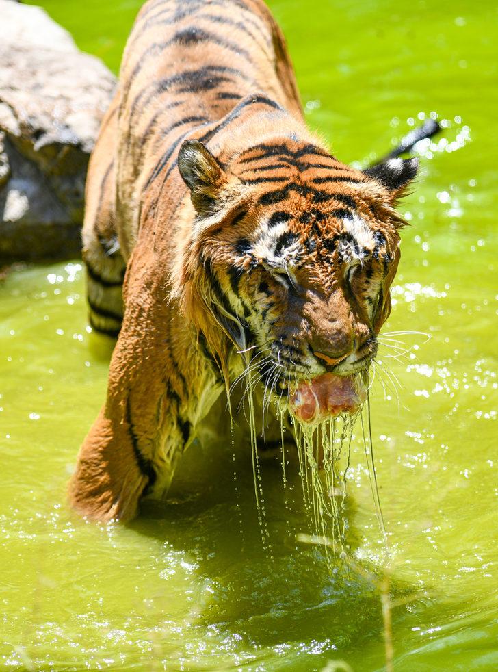 Gaziantep Hayvanat Bahçesi sakinleri buzlu kokteyllerle serinliyor G2