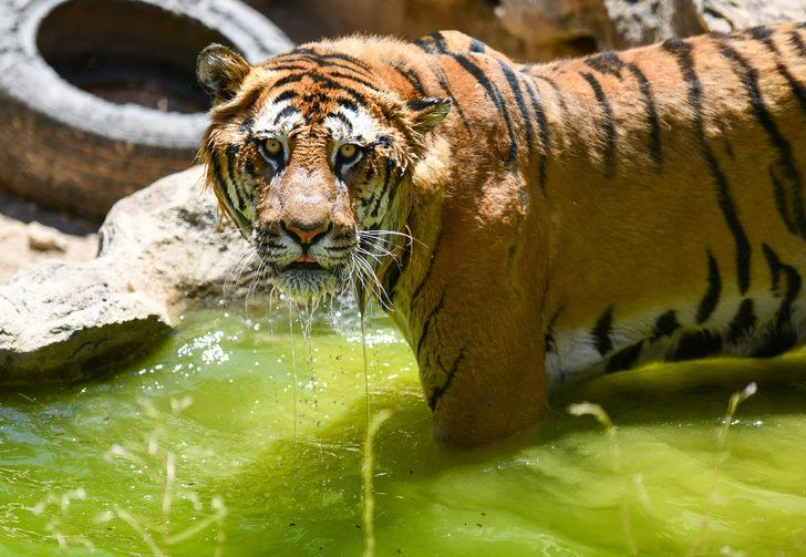 Gaziantep Hayvanat Bahçesi sakinleri buzlu kokteyllerle serinliyor G4