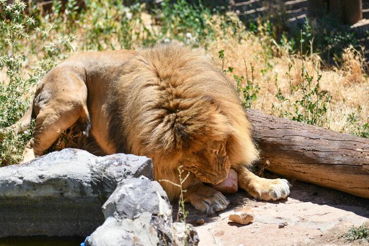 Gaziantep Hayvanat Bahçesi sakinleri buzlu kokteyllerle serinliyor G5