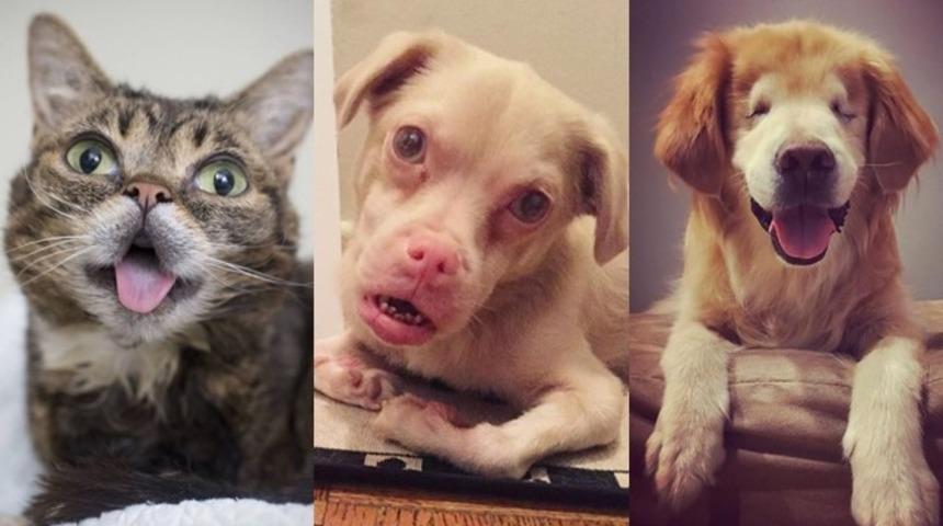 G&uuml;zel bakan g&ouml;zlerin ve kalplerin ortaya &ccedil;ıkmasına yardımcı olan 'farklı g&uuml;zel' evcil hayvanlar