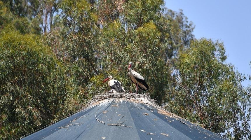 Mersin'de tedavi edildiği parka yuva yapan leyleğin yavruları yumurtadan çıktı