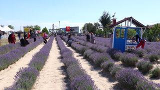 Tekirdağ 2. Lavanta Günleri sona erdi