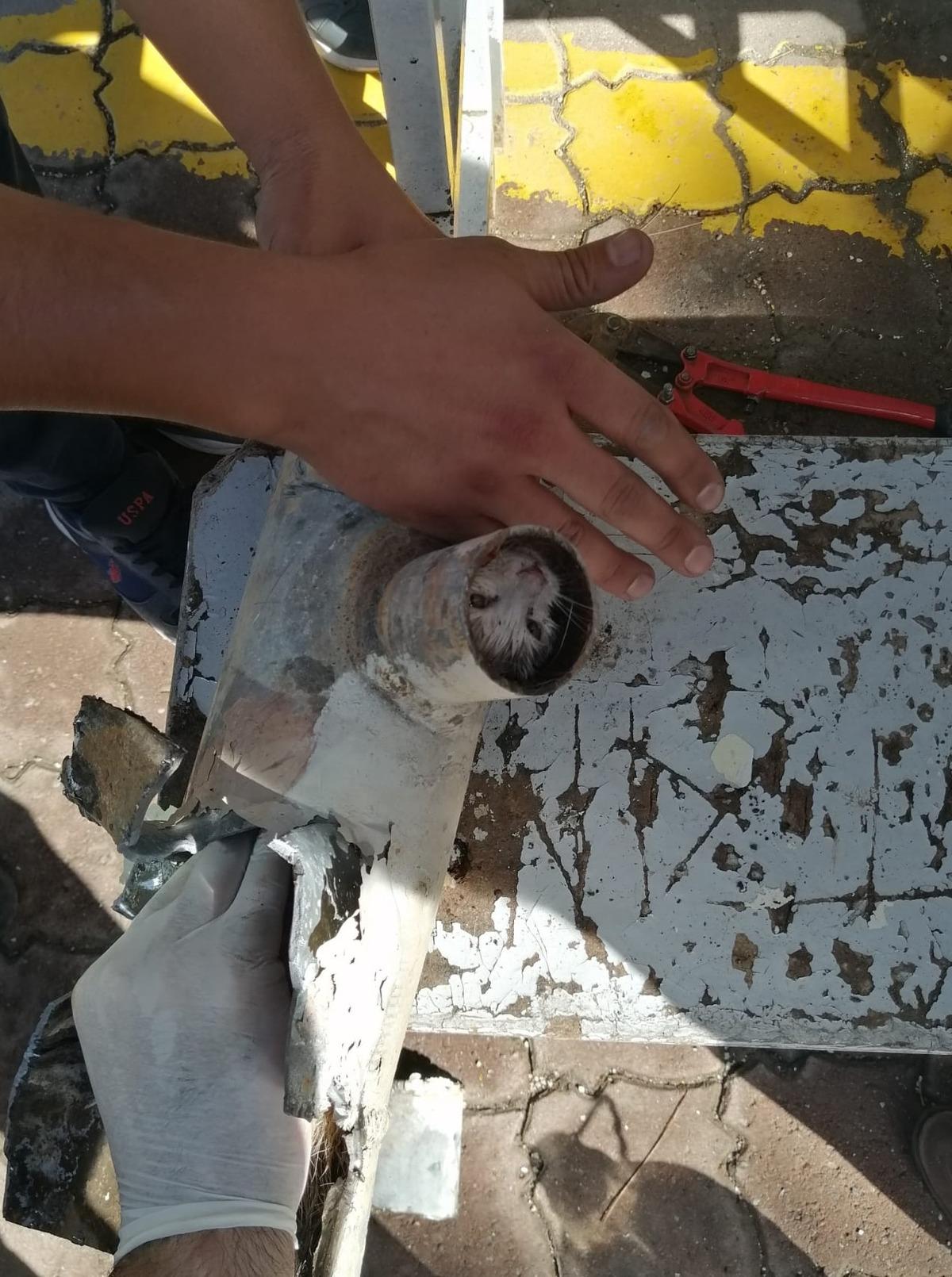 Elazığ'da atık su borusunda sıkışan yavru kedi kurtarıldı