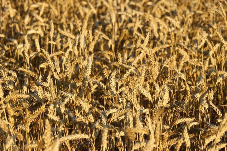 Tekirdağ'da "6. Hasat Bayramı" kutlandı G4