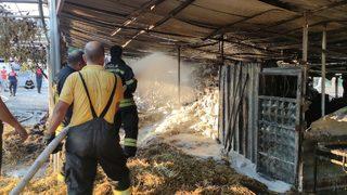 Muğla'da ağıl ve minibüs yandı