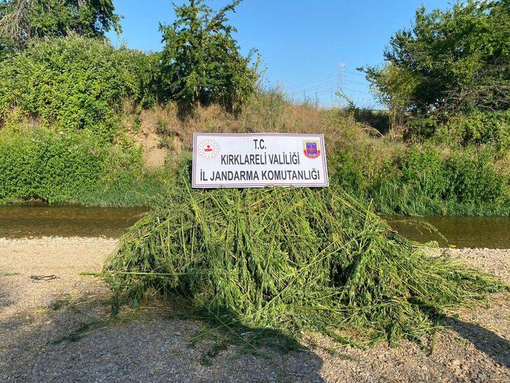 Kırklareli'nde ayçiçeği tarlasında ekili 85 bin kök Hint keneviri dron ile tespit edildi G2