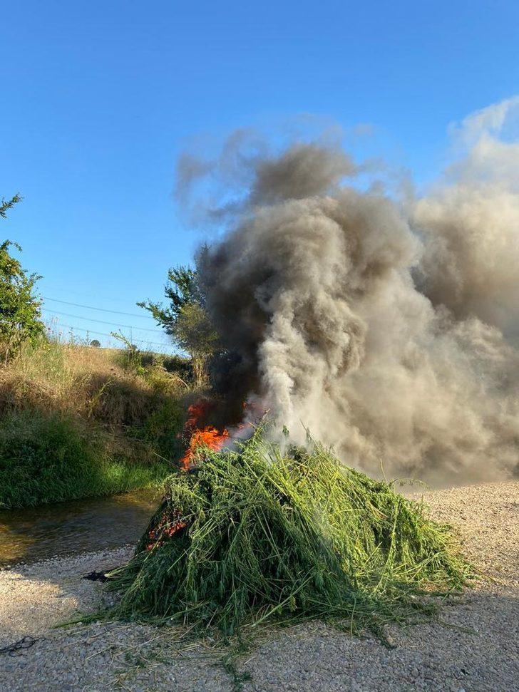 Kırklareli'nde ayçiçeği tarlasında ekili 85 bin kök Hint keneviri dron ile tespit edildi G3