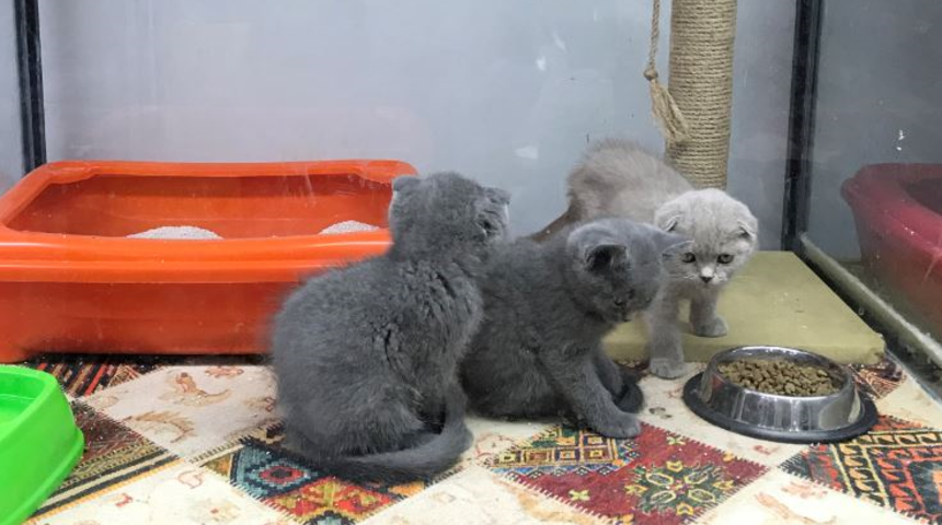 Sayılı gün kaldı! Bu tarihten itibaren artık vitrinde kedi- köpek satılamayacak