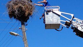 Osmaniye'de yere düşen leylek yavrusunu itfaiye yuvasına bıraktı