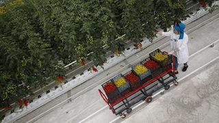Seracılık Mükemmeliyet Merkezi'nde iki ayda 30 ton domates hasat edildi