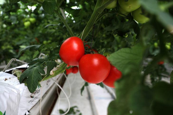 Seracılık Mükemmeliyet Merkezi'nde iki ayda 30 ton domates hasat edildi G2