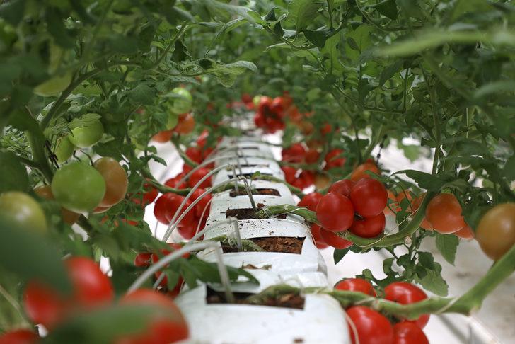 Seracılık Mükemmeliyet Merkezi'nde iki ayda 30 ton domates hasat edildi G4