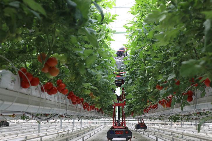 Seracılık Mükemmeliyet Merkezi'nde iki ayda 30 ton domates hasat edildi G5