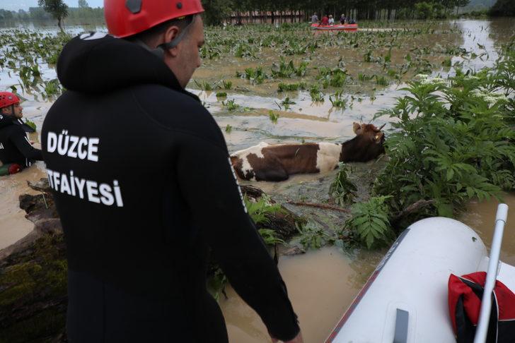 Düzce'de selde mahsur kalan büyükbaş hayvanlar kurtarıldı G5