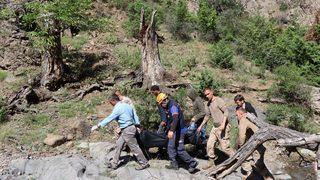 Dehşete düşüren olay! Ayı saldırısında feci şekilde can verdi