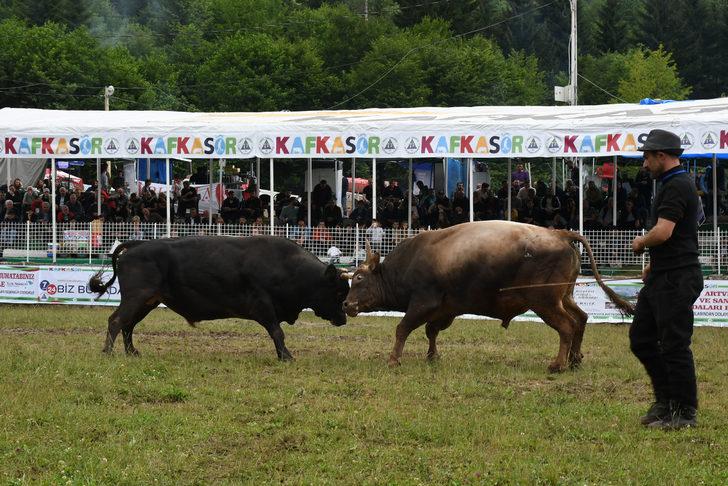 Artvin'de "41. Kafkasör Kültür, Turizm ve Sanat Festivali"nde boğa güreşleri başladı G2
