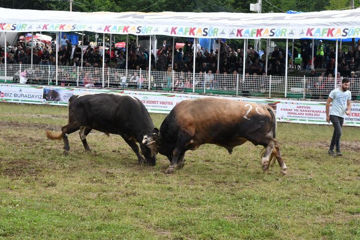 Artvin'de "41. Kafkasör Kültür, Turizm ve Sanat Festivali"nde boğa güreşleri başladı G3