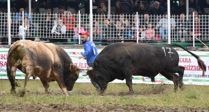 Artvin'de "41. Kafkasör Kültür, Turizm ve Sanat Festivali"nde boğa güreşleri başladı G4