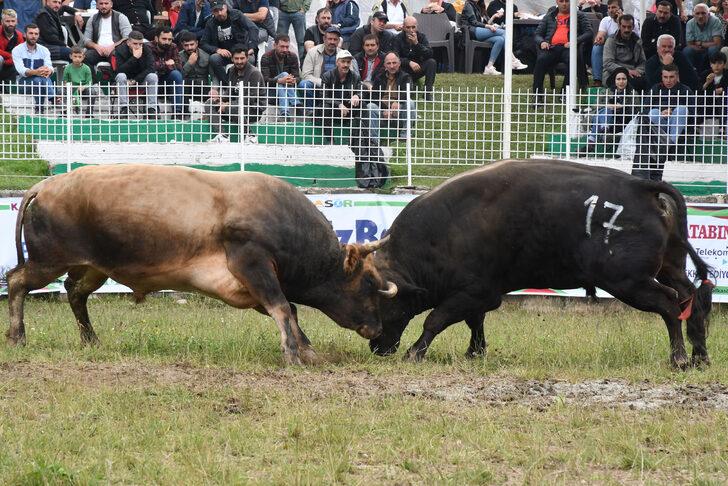 Artvin'de "41. Kafkasör Kültür, Turizm ve Sanat Festivali"nde boğa güreşleri başladı G5