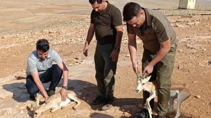 Şanlıurfa'da izinsiz ceylan besleyen kişi hakkında idari işlem yapıldı