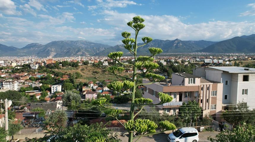 Kimi 'yüzyıl çiçeği' kimi 'sabır otu' diyor! Ömründe bir kere çiçek açan sabır otu Denizli’de ortaya çıktı