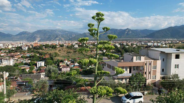 Kimi 'yüzyıl çiçeği' kimi 'sabır otu' diyor! Ömründe bir kere çiçek açan sabır otu Denizli’de ortaya çıktı