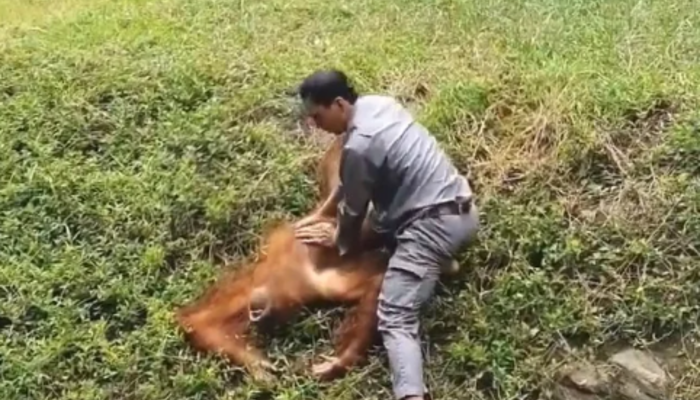 Boğulan orangutanı kurtarmak için düşmeden suya atladı! Dakikalarca kalp masajı yaptı