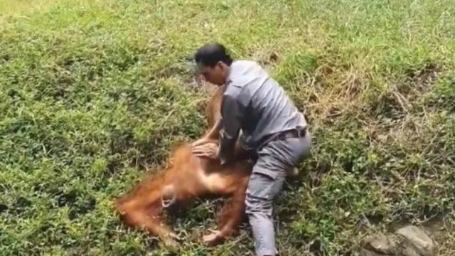 Boğulan orangutanı kurtarmak için düşmeden suya atladı! Dakikalarca kalp masajı yaptı