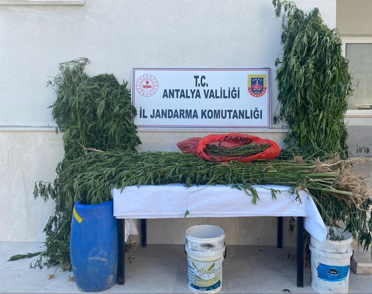 Antalya'da 543 k&ouml;k Hint keneviri ile 1 kilo 135 gram esrar ele ge&ccedil;irildi