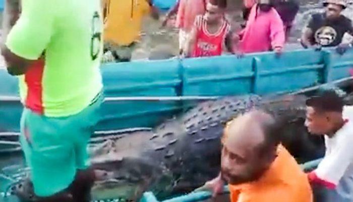 Endonezyalı adamın cansız bedeni 13 metrelik dev timsahın midesinden çıkarıldı! Görenler dehşete düştü