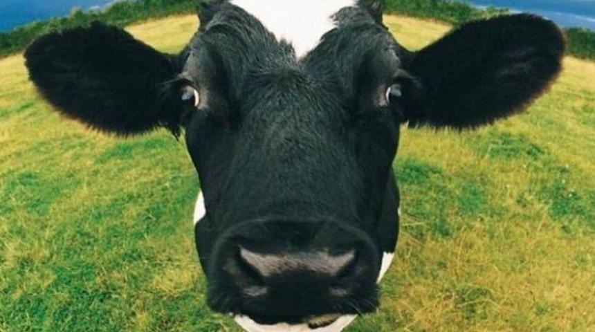 Sütten para kazanabilirsiniz. Nasıl mı?