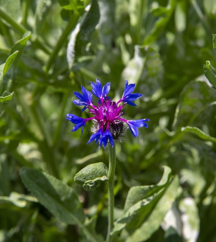Karslı kadın çiftçiler, mavi kantaronla yıllık 7 milyon liralık gelir imkanına kavuşuyor G2