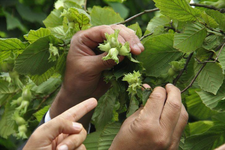Trabzon'da fındıkta rekolte tespiti için çalışmalara başlandı G2