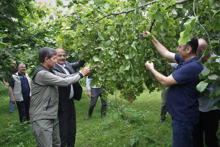 Trabzon'da fındıkta rekolte tespiti için çalışmalara başlandı G3