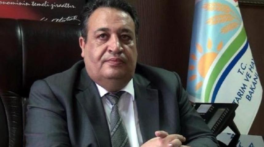 Sivas'ta şap hastalığı 58 hayvanı telef etti