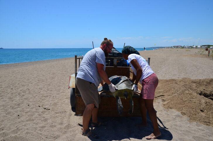 Antalya'da denizde ölü yeşil deniz kaplumbağası bulundu G2