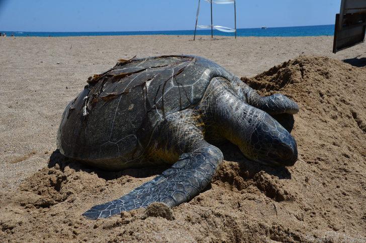 Antalya'da denizde ölü yeşil deniz kaplumbağası bulundu G3