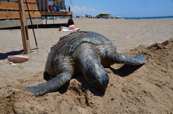 Antalya'da denizde ölü yeşil deniz kaplumbağası bulundu G4