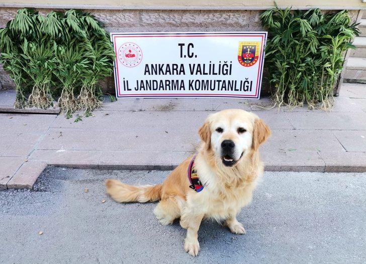 Jandarma, başkentte çeşitli suçlara karışan 279 şüpheliyi gözaltına aldı G2