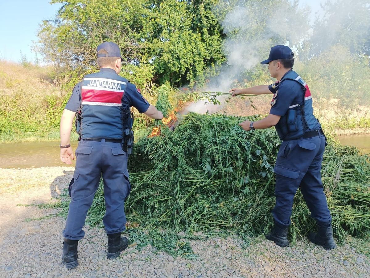 Kırklareli'nde ay&ccedil;i&ccedil;eği tarlalarında 661 bin 850 k&ouml;k Hint keneviri ele ge&ccedil;irildi