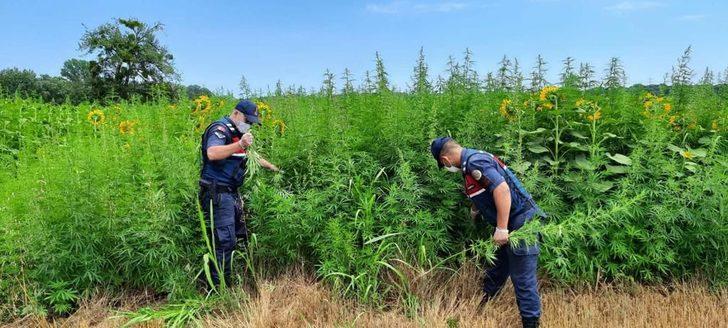 Kırklareli'nde ayçiçeği tarlalarında 661 bin 850 kök Hint keneviri ele geçirildi G2
