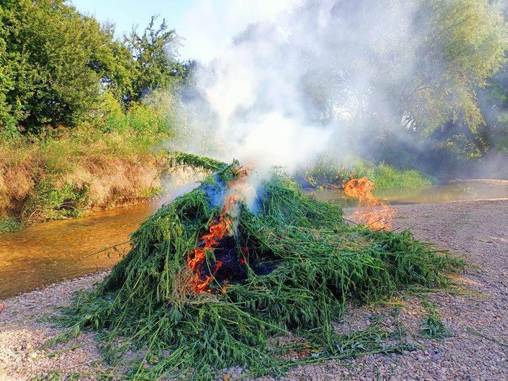 Kırklareli'nde ayçiçeği tarlalarında 661 bin 850 kök Hint keneviri ele geçirildi G3
