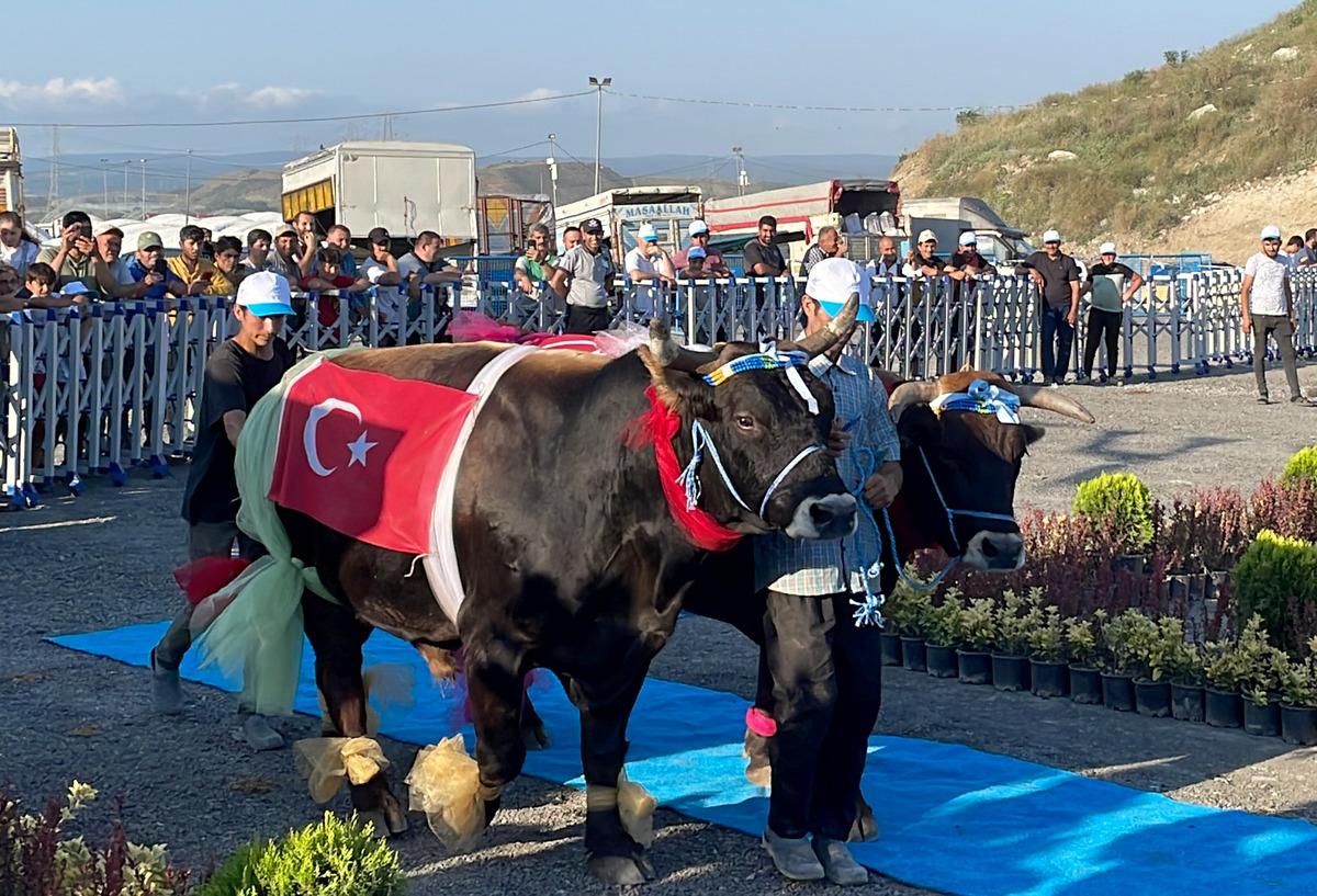 İstanbul'da "en g&uuml;zel" b&uuml;y&uuml;kbaş kurbanlıklar yarıştı