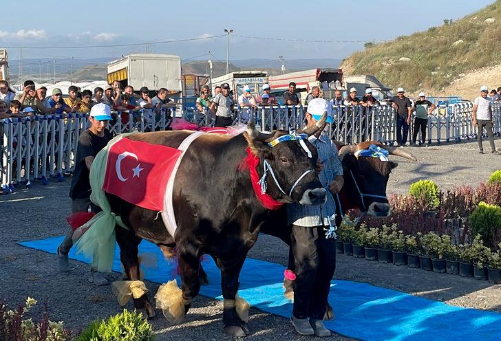 İstanbul'da "en güzel" büyükbaş kurbanlıklar yarıştı G1