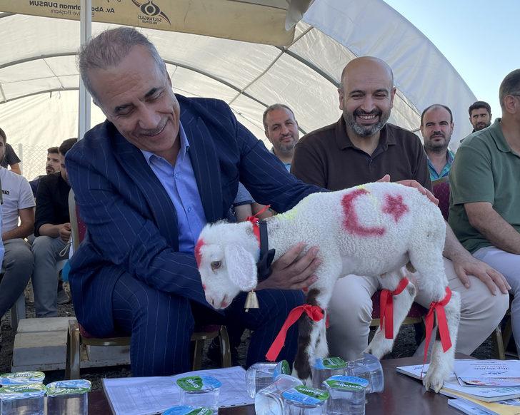 İstanbul'da "en güzel" büyükbaş kurbanlıklar yarıştı G4