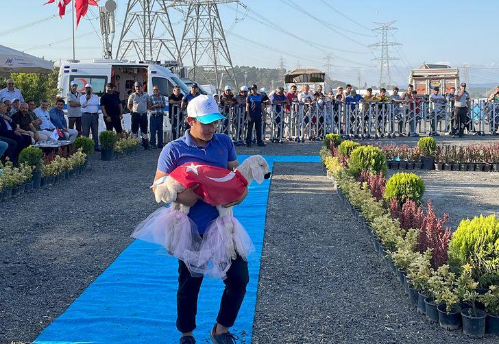 İstanbul'da "en güzel" büyükbaş kurbanlıklar yarıştı G2