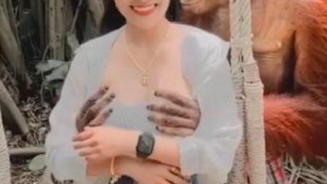 Sosyal medyada viral oldu! Orangutan turistin göğüslerine elleyip bir anda öpmeye başladı
